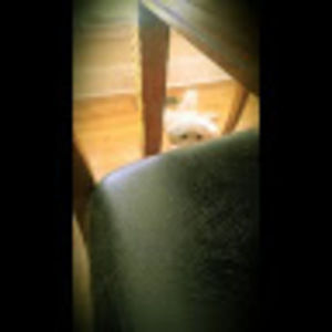 Meet your Posher, Denise